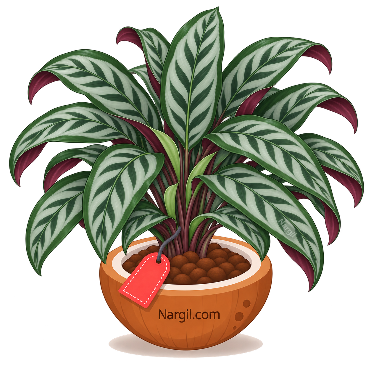 Nargil_Ctenanthe Oppenheimiana